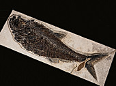 Fish Fossil from Green River