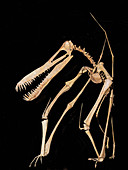 Anhanguera pterosaur