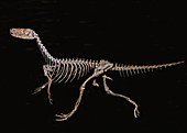 Herrerasaurus