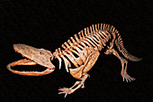 Eryops megacephalus