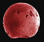 Micrometeorite Structure SEM