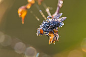 Dewy Bluebottle Fly