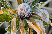 Frost on Black-Eyed Susan