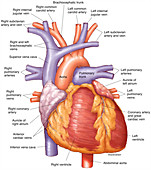Human Heart (labelled), illustration
