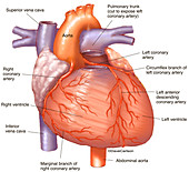 Heart and Coronary Arteries (labelled), illustration