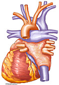 Heart Anatomy, illustration