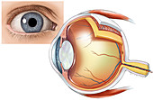 Eye Anatomy, illustration
