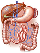 Human Hepatic Portal System, illustration