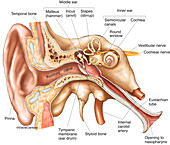 Ear Anatomy (labelled), illustration