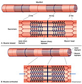 Muscle Contraction Diagram (labelled)