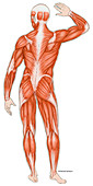 Posterior Muscles of the Human Body, illustration
