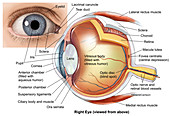 Eye Anatomy (labelled), illustration
