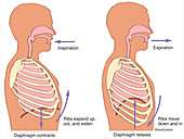 Breathing biomechanics (labelled), diagram