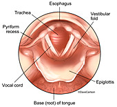 Larynx Anatomy (labelled), illustration