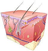 Skin Structure, illustration