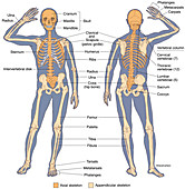 Anterior and Posterior View of Human Skeleton, illustration