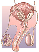 Male Reproductive System, illustration