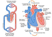 Human Circulatory System (labelled), illustration
