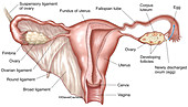 Female Reproductive System (labelled), illustration