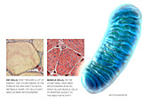 Mitochondrion