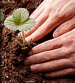 Hands Gardening, Inner Anatomy