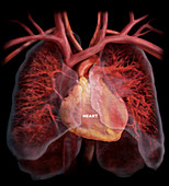 Heart and Pulmonary Circulatory System