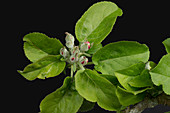 Apple flower buds