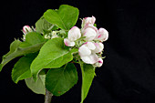 Apple flower series 2 of 5