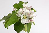Apple flower series 6 of 6