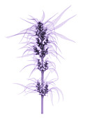 X-Ray of a Cannabis Plant with Seeds