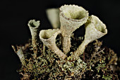 Pixie Cup Lichens