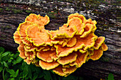 Sulphur Shelf Fungus