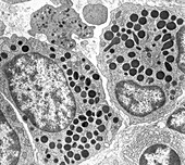 Myelocytes in Bone Marrow TEM