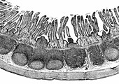 Cat Ileum, Micrograph