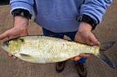 American Shad