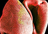 Alstroemeria Pollen Grains, SEM