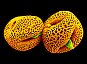 Lisianthus Pollen Grains, SEM