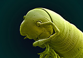 Millipede, SEM