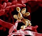 Penicillium camembertii, SEM