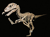 Utahraptor