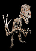 Utahraptor