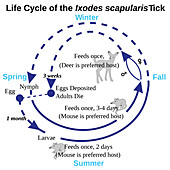 Deer Tick Life Cycle, Diagram