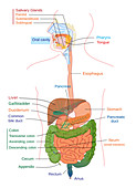 Digestive System, Illustration