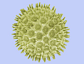 Pollen from Ipomoea purpurea, SEM