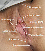 Vulva, Labelled