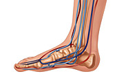 Anatomy of Foot, Illustration