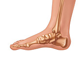 Bones of Foot, Illustration