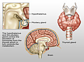 Hypothalamus, Illustration