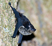 Rainforest bat