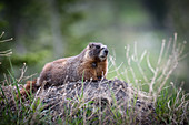 Yellow-Bellied Marmot